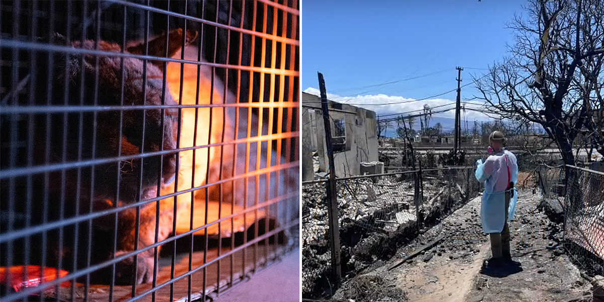 Maui Humane Society, Lahaina Fire Cats, protests to save animals that survived the fires