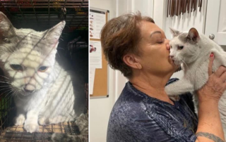 Snow the cat and Tepatasi Sparks reunited after Lahaina fires on Maui, Maui Humane Society,