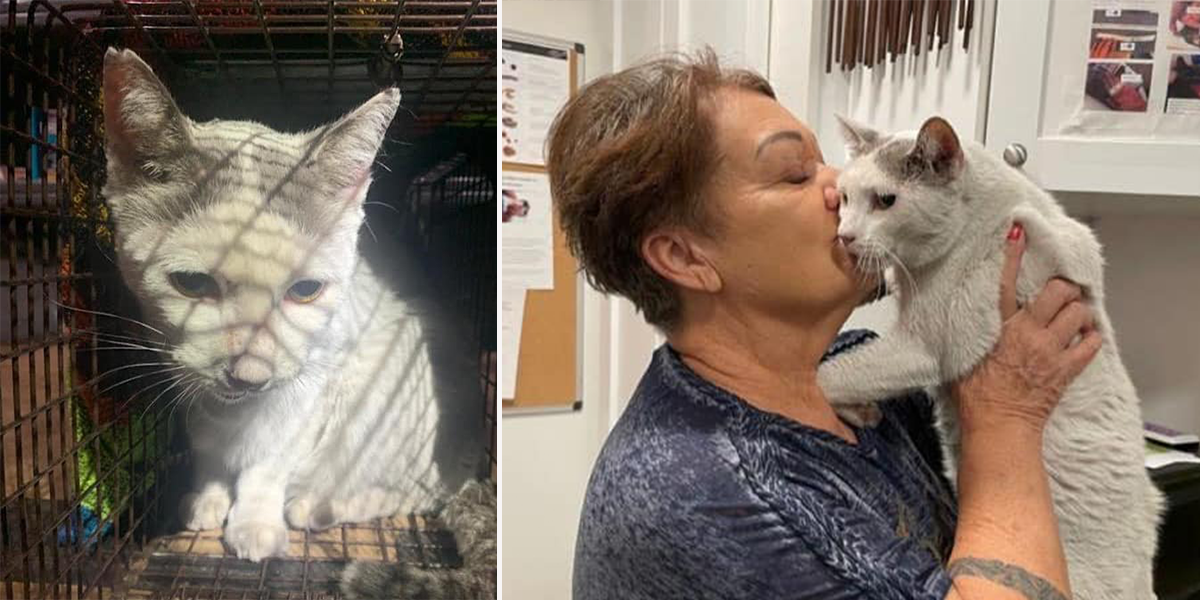 Snow the cat and Tepatasi Sparks reunited after Lahaina fires on Maui, Maui Humane Society,
