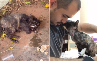 Lovebug the kitten rescued by Tubuk Paws in Saudi Arabia, rescue, kitten thanks rescuer