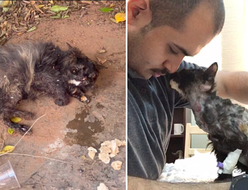 It’s the Cutest Love Fest When Kitten Thanks Man for Saving Her Life with a Kiss