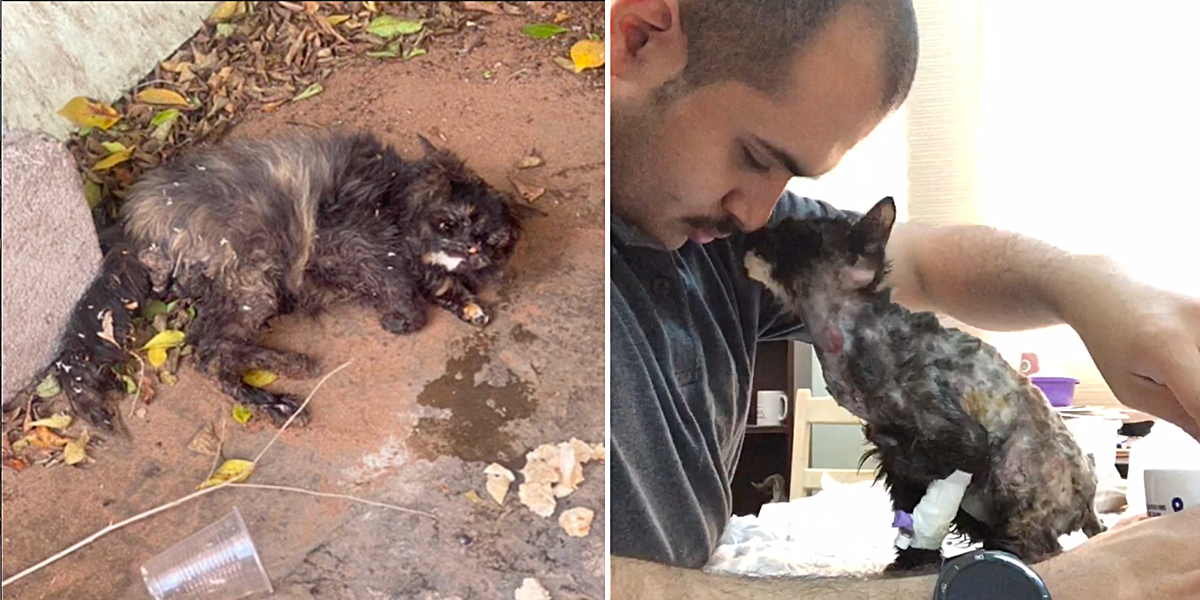 Lovebug the kitten rescued by Tubuk Paws in Saudi Arabia, rescue, kitten thanks rescuer