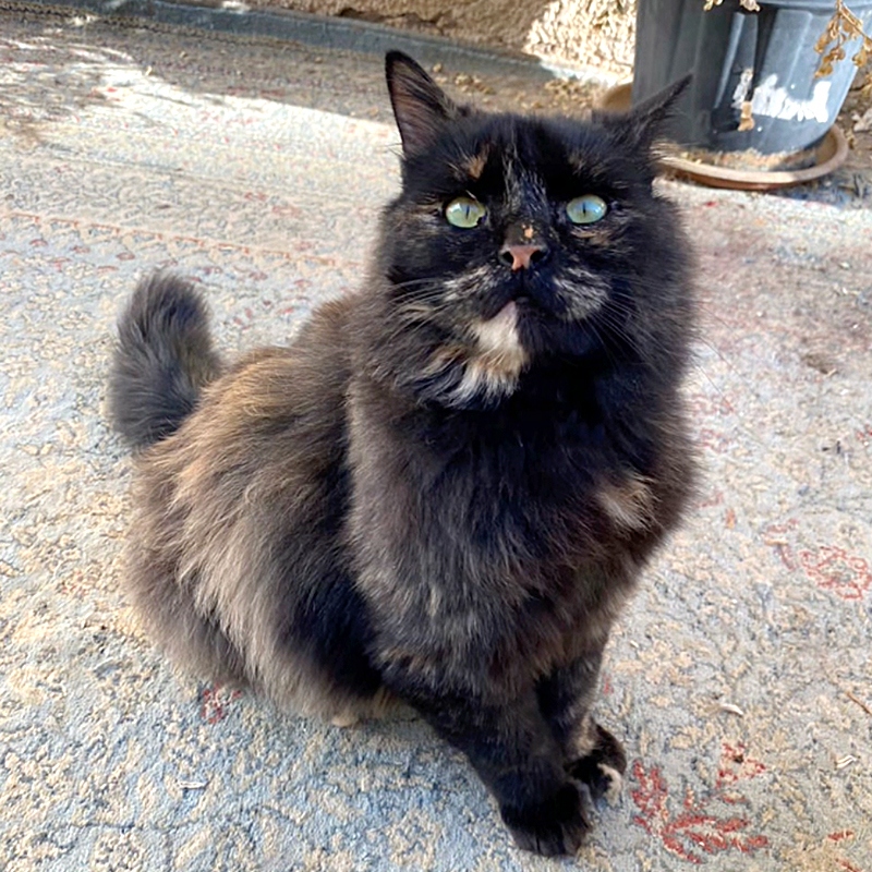 Lovebug looks stunning with beautiful fur and eyes