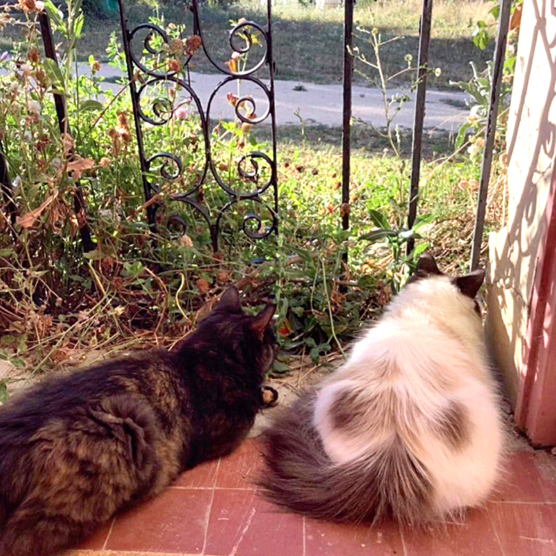 Lovebug with a furry friend in the French countryside