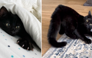 Lupin the Bombay cat, Orlando, black cat, adopted kitten, Chrissy, funny cats, crab walking cat, laviedelupin, Florida
