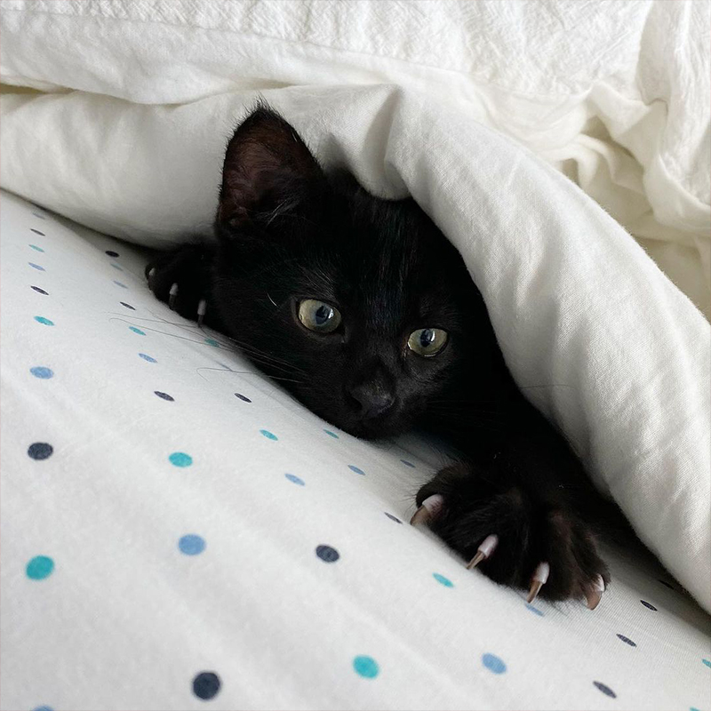 Lupin the adopted Bombay kitten peeks under the covers