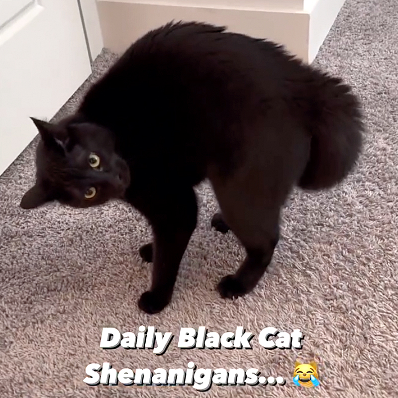 Daily black cat shenanigans, Lupin the Bombay cat, laviedelupin
