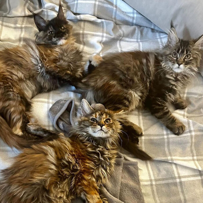 Rescued fluffy Sisters Hope to Walk and Run One Day