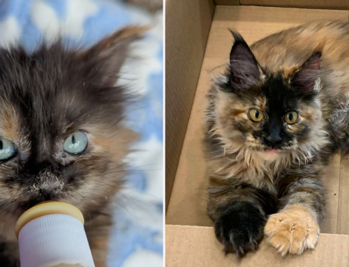 Gorgeous Rescued Fluffy Sisters Hope to One Day Walk, Then Run, Into a Meowvelous Future
