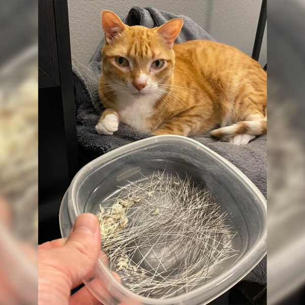 Rescued Cat's Startling Appearance After Losing Fur and Whiskers