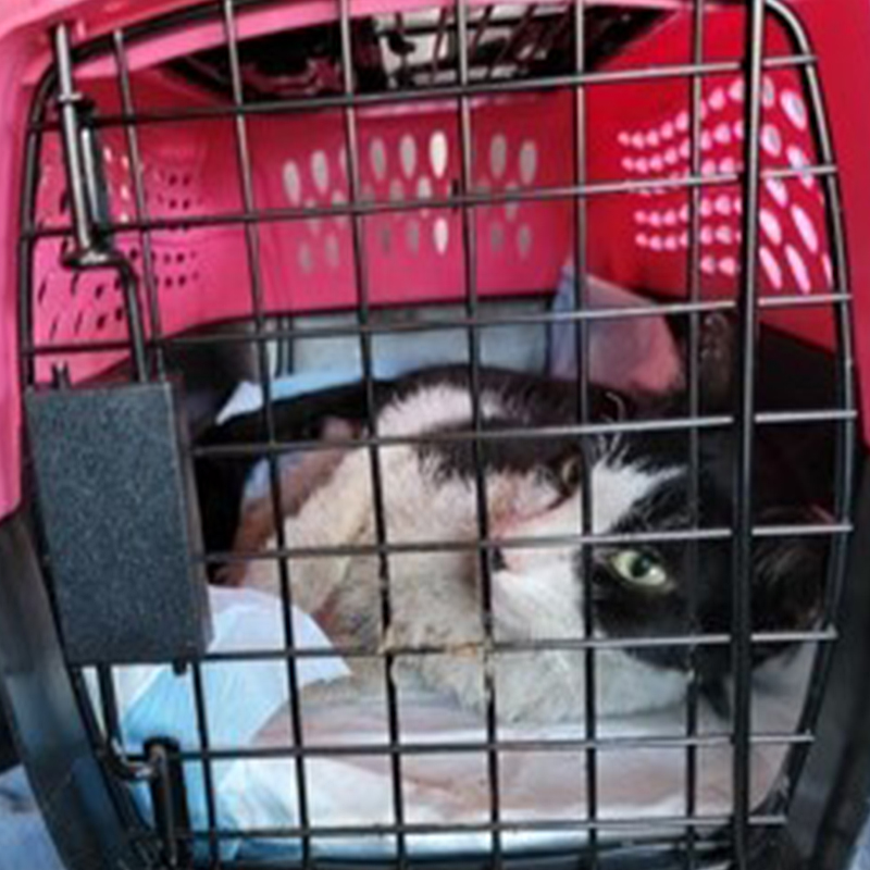 Rudy the cat recovers at Maui Humane Society burn clinic after fires in Lahaina separated him from his family, 2