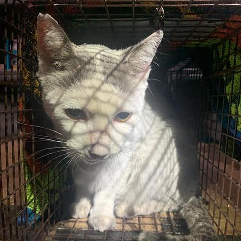 Snow the cat in a kennel, Maui Humane Society, Lahaina
