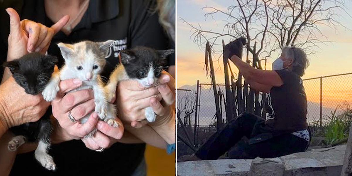 Maui Humane Society, kitten rescue near Lahaina, fire cats, Joy Smith PDX Cat Trapper,
