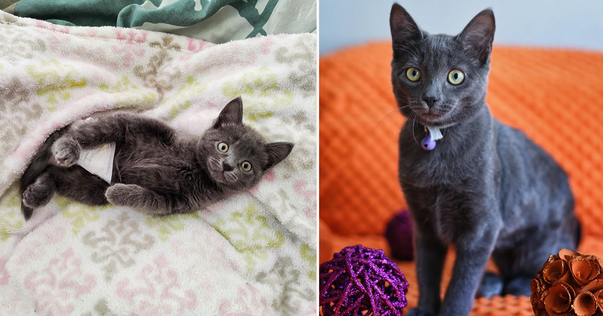 Adorable Millie Shows How to Easily Express a Cat's Bladder