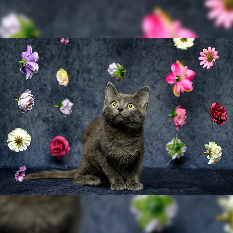 Grey kitten with flowers, glamour shots, incontinent cat, expressing a cat's bladder, 3