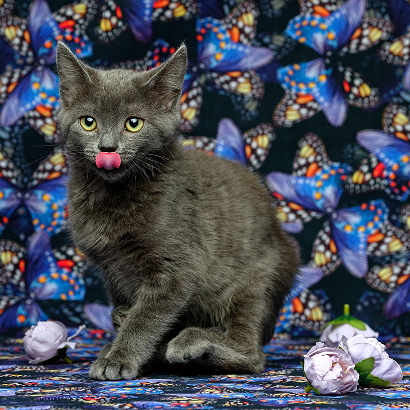 Grey kitten with flowers, glamour shots, incontinent cat, expressing a cat's bladder, 2