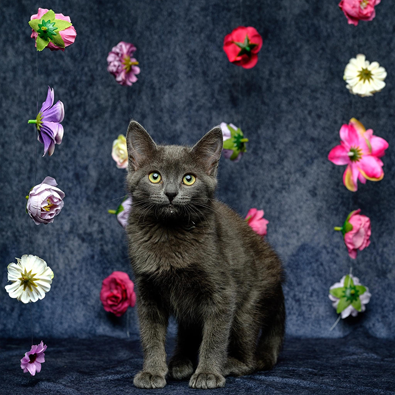 Grey kitten with flowers, glamour shots, incontinent cat, expressing a cat's bladder,