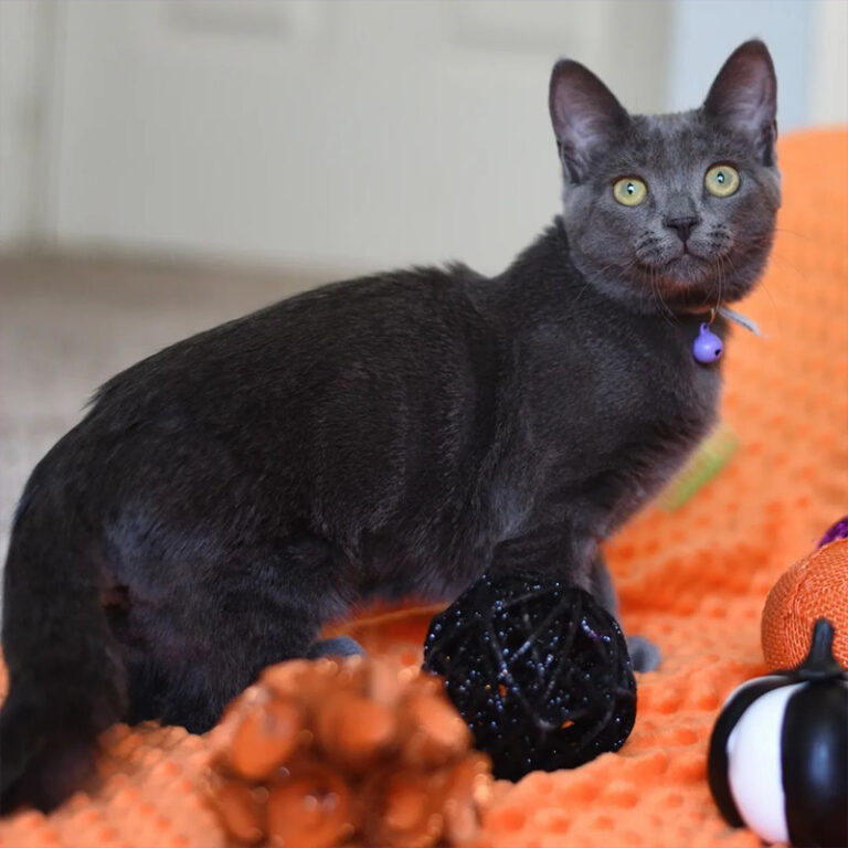 Adorable Millie Shows How to Easily Express a Cat's Bladder