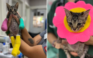 Nigel, Maui Humane Society, fire cats, Kitten wears colorful bandages due to burns after surviving Lahaina fires