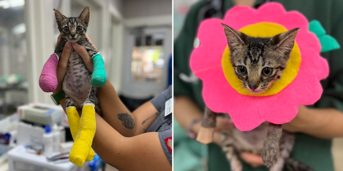 Nigel, Maui Humane Society, fire cats, Kitten wears colorful bandages due to burns after surviving Lahaina fires