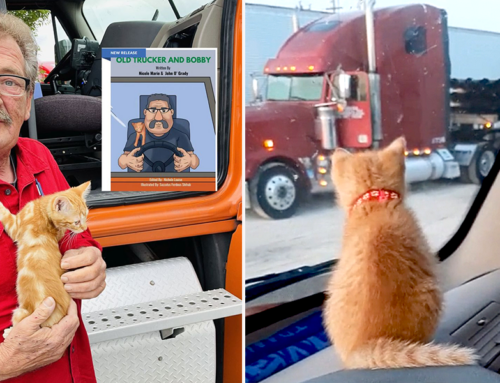 Orange Kittens Bring Joy to an ‘Old Trucker’s’ Heart on the Open Road