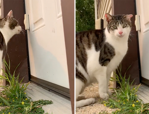 Are You Ready to Install a Doorbell at Cat Level, Like This Michigan Cat Dad?