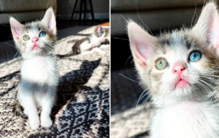 Abdul's Cats, Abdul Williams, Spring, kitten with heterochromia, different colored eyes, The Four Seasons kittens