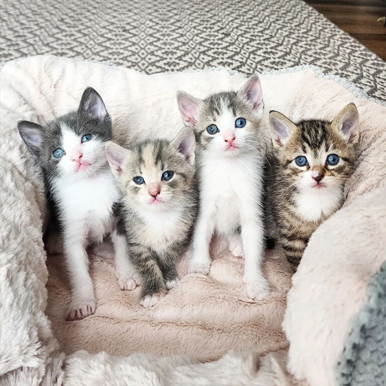 Spring Kitten Color Spring the Kitten's Eyes Bloom into Two Different Sparkling Colors