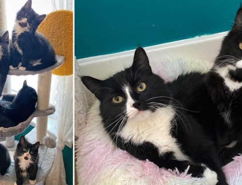 Meet the Simpsons: Almost Two Dozen Animated Cats and Kittens Rescued from One Home