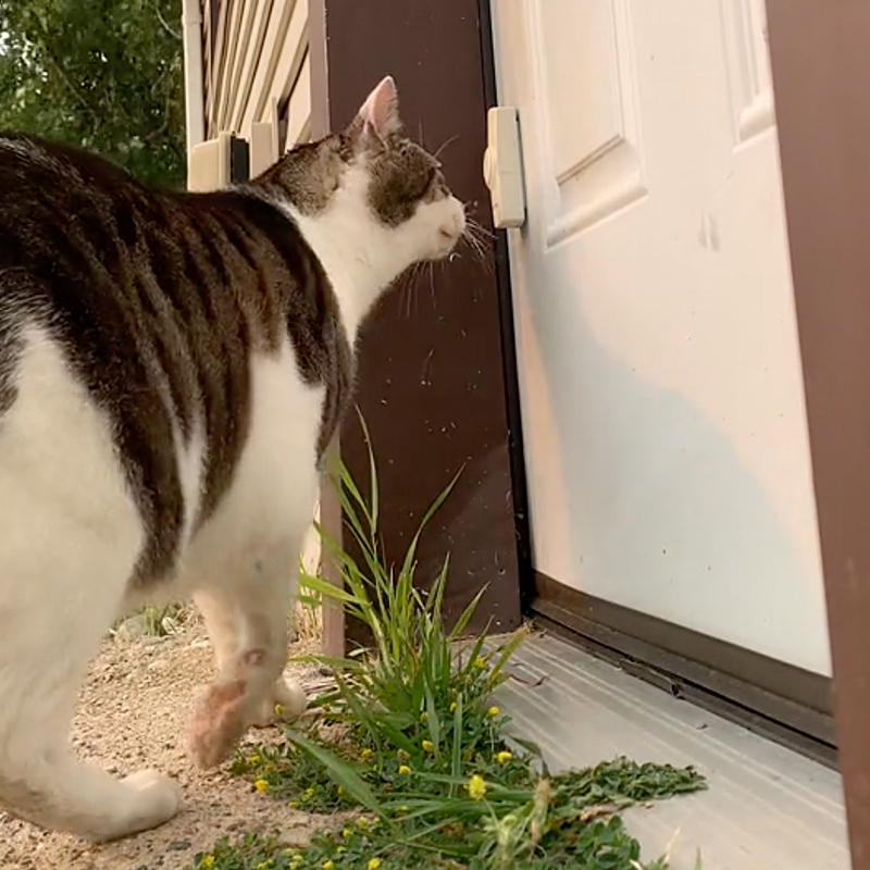 Cat named Thicc Boi pushes the doorbell with his nose