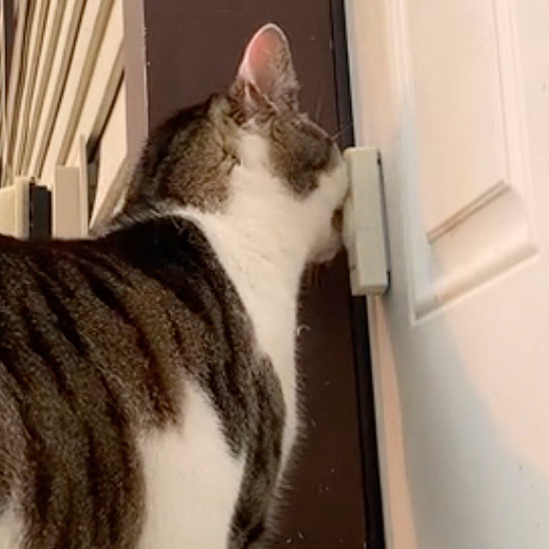 Cat named Thicc Boi pushes the doorbell with his nose, 2