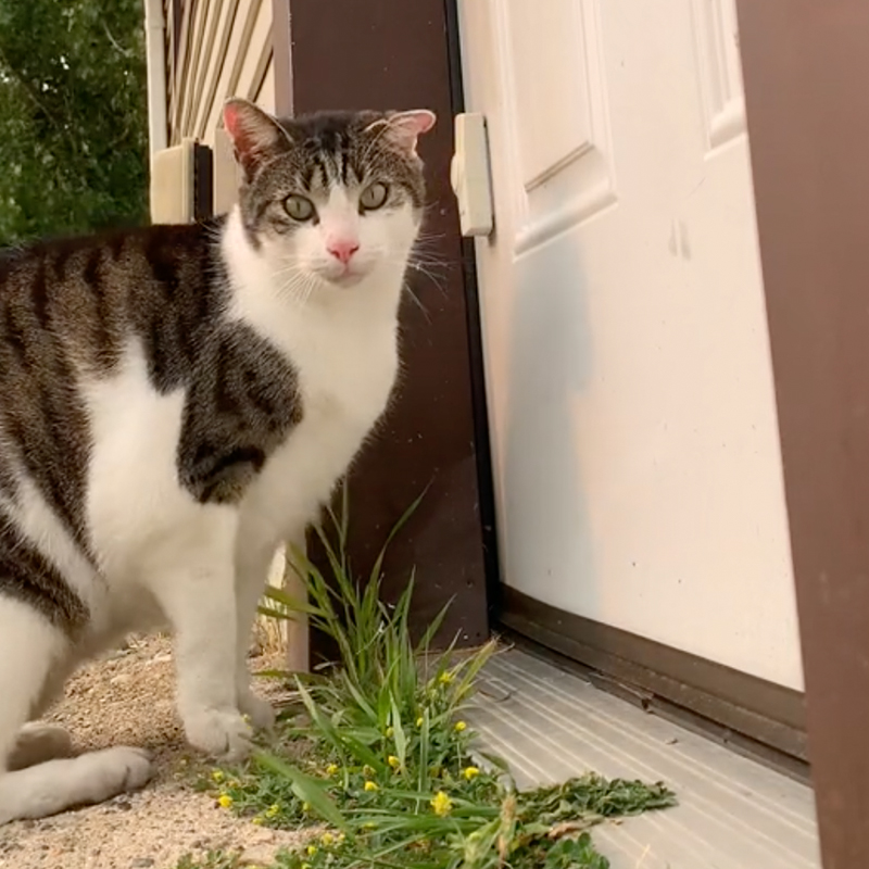 Cat named Thicc Boi pushes the doorbell with his nose, cat looks at camera