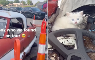 Tropidelic Band finds kittens at a tour venue, Bobby "Chronic" Markouc, James Begin, Cats, Nash Metropolitan