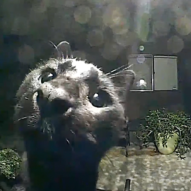 Ana the friendly black cat says hello on the Ring cam