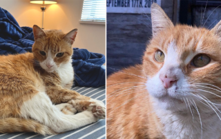 Arthur the Bronx Stray Cat, Michelle Morales, bronxstraycats, ginger tabby for adoption in New York City, TNR