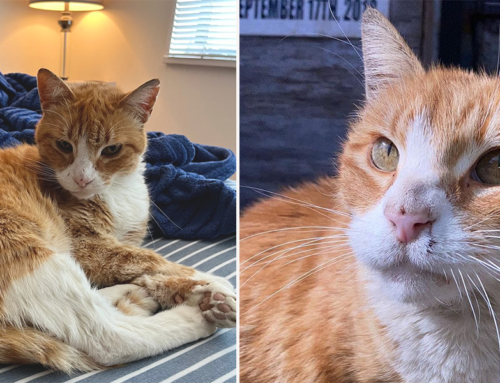 Purring Orange Gentleman Cat ‘Arthur’ Deserves to Be Adored Like a King