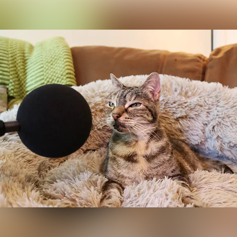 Bella the purring cat from Huntingdon, Cambridgeshire, UK. Bella purring into microphone, Guinness World Records