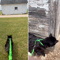 Cat's Reaction Revisiting the Shed Where He Was Saved in Winter