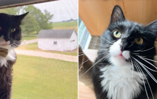 Alyssa Keeling, Kentucky, Henry's Thoughts, Carl the cat rescued in a shed in Indiana in January, Louisville