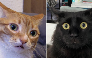 Cole and Marmalade, cat's facial expression, 300 different facial expressions, communication, felines, cats, Brittany Florkiewicz, Lauren Scott, UCLA