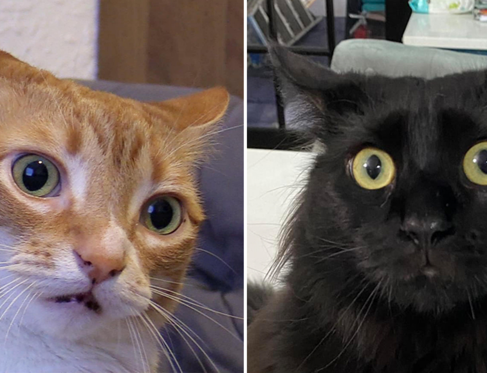 Why Do Some Cats Like To Perch On Shoulders? Cole & Marmalade