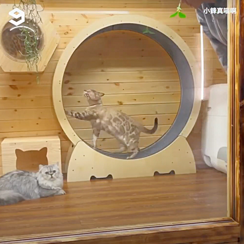 Cat wheel in Feng's cat villa, 