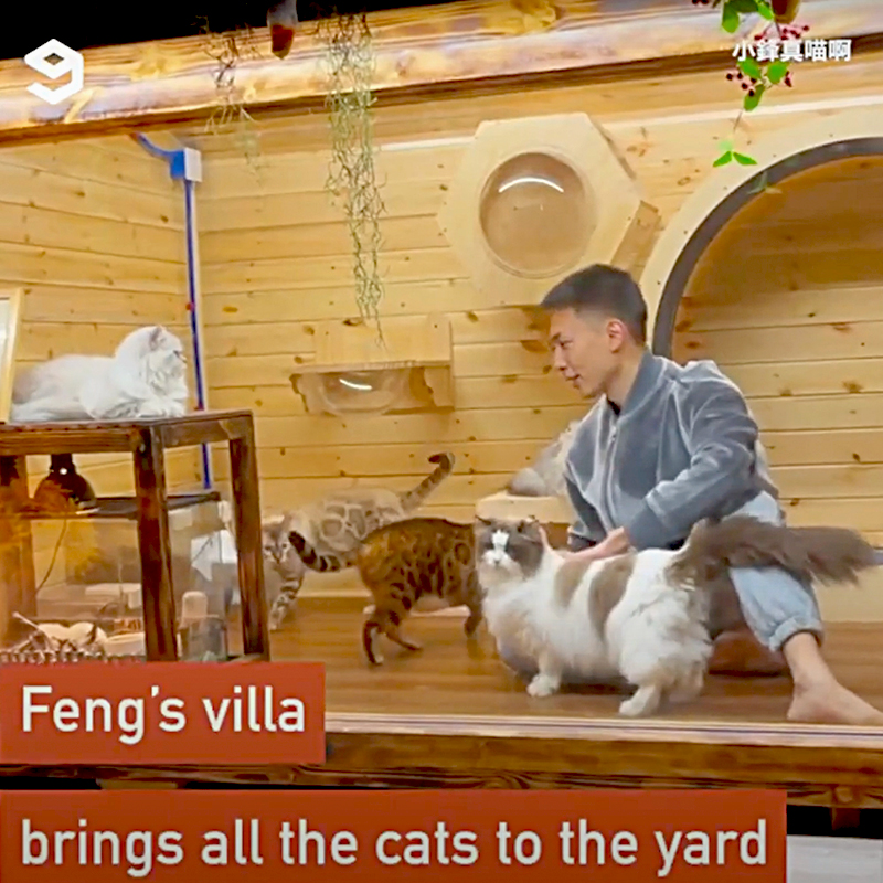 Feng's villa for cats, 9GAG, Hong Kong, cat dream house, cat cottage