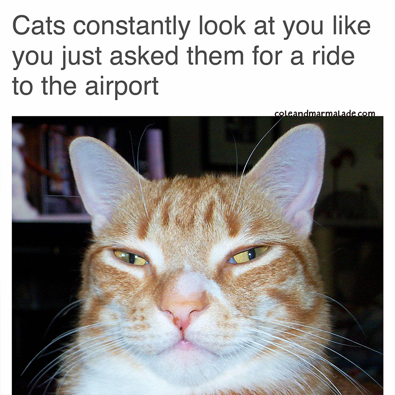 Marmalade, cats constantly look at your like you just asked them for a ride to the airport, Cole and Marmalade
