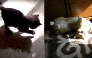 Cats and kittens playing and basking in a sunbeam, sunshine, for the first time, Marmalade, Cole and Marmalade, sun, light, sunlight