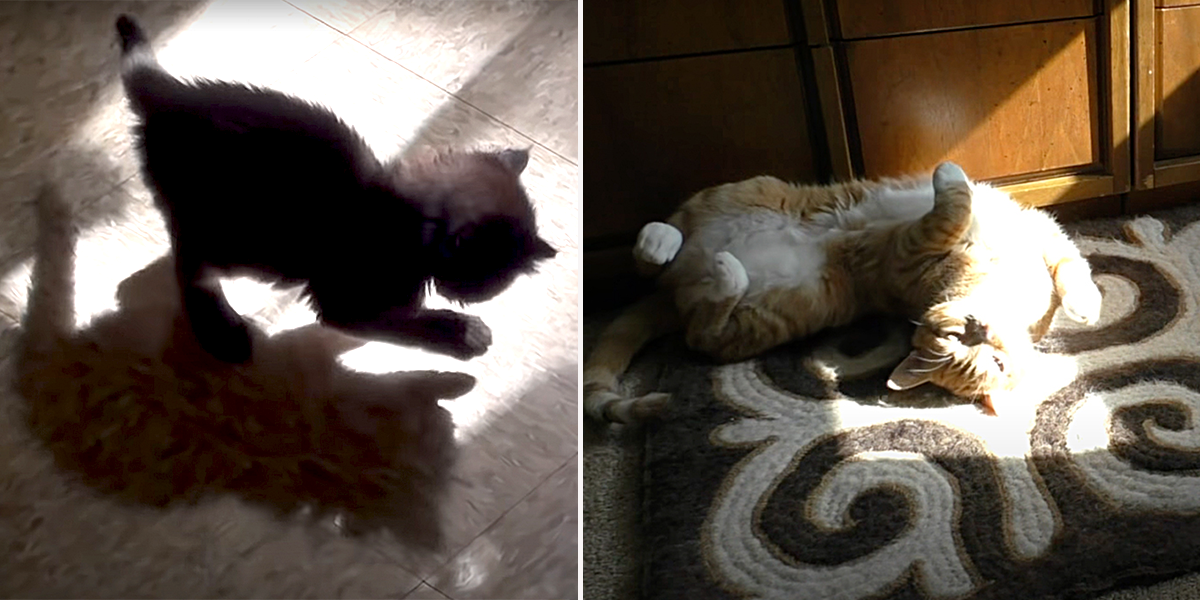 Cats and kittens playing and basking in a sunbeam, sunshine, for the first time, Marmalade, Cole and Marmalade, sun, light, sunlight