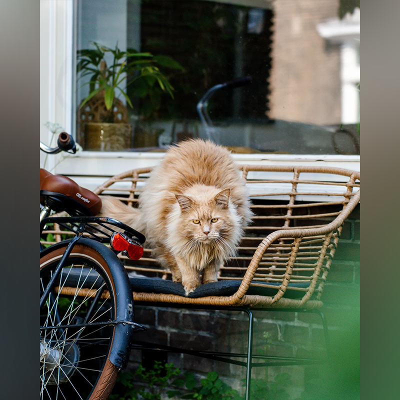 Maine Coon cat in Haarlem, Netherlands, catspotting photographer