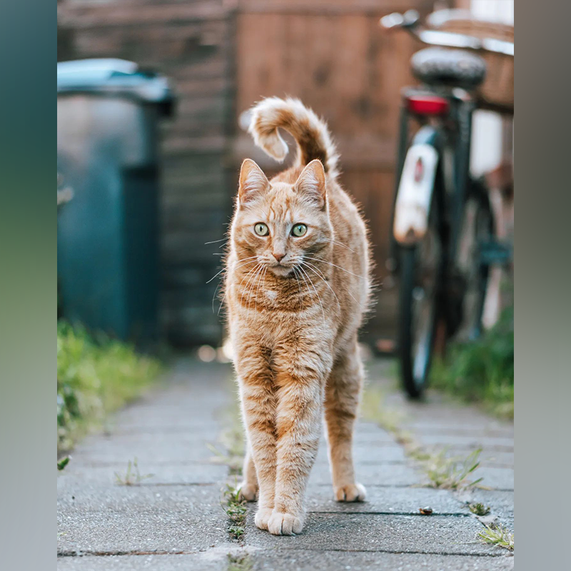 Kusti the ginger cat who lives with a photgrapher in Haarlem, Netherlands, Dutch