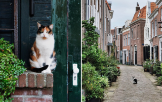 Catspotting Hobby, Cats of Haarlem, Netherlands, Dutch, Meowlem, cat paparazzi, cat photographer