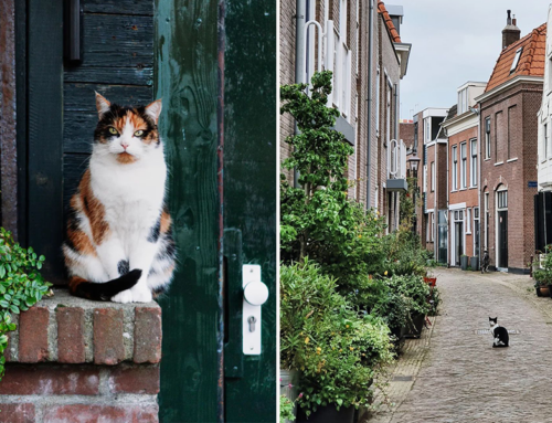 A ‘Catspotting Hobby’ That Helped Heal One Photographer’s Heart